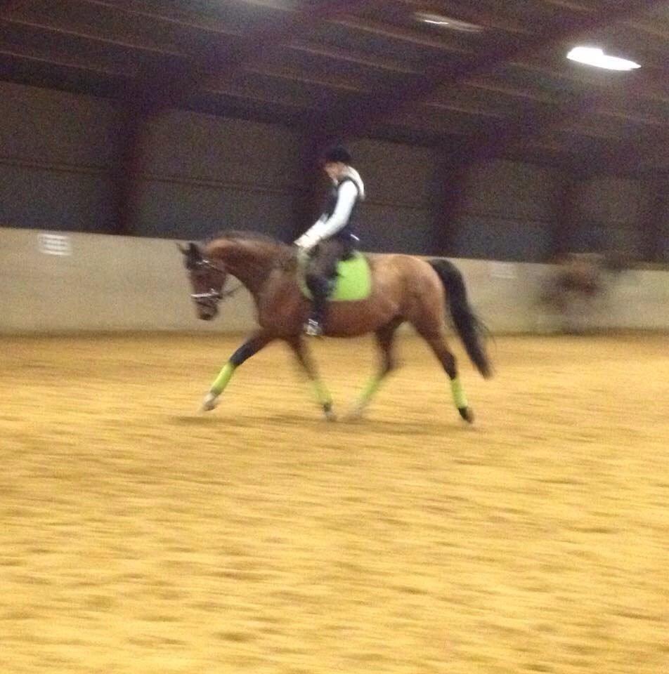 Trakehner Isis billede 17