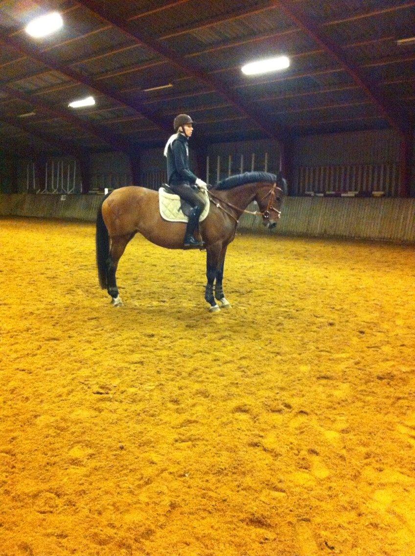 Trakehner Isis billede 2