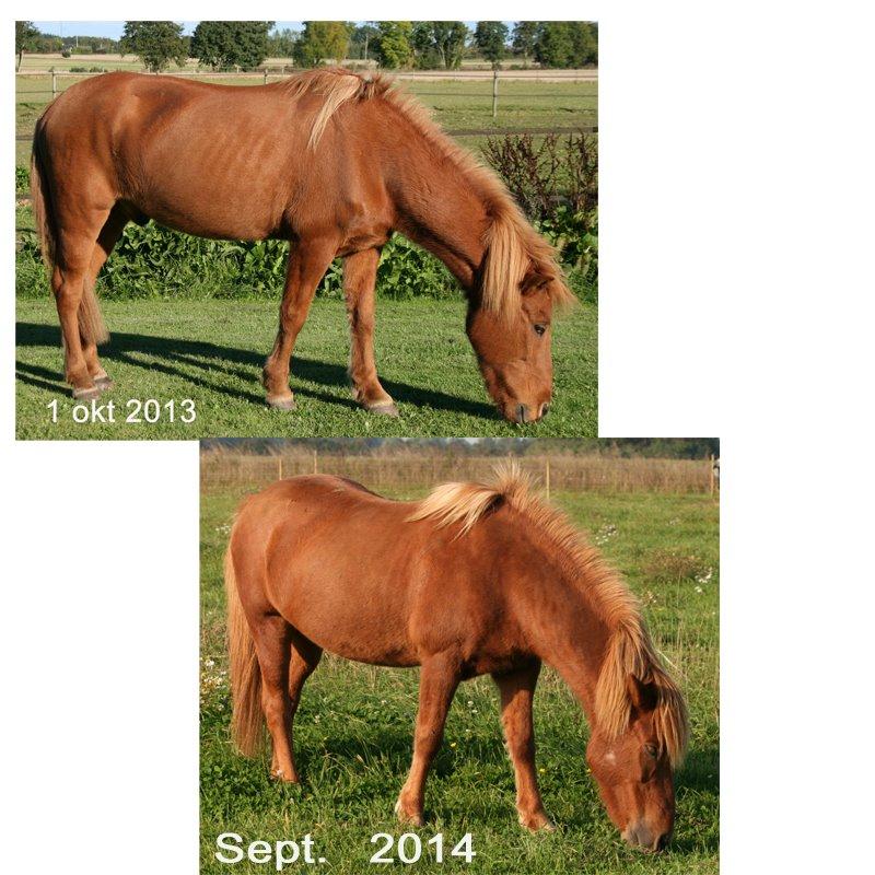 Islænder "Lille hest" - sommer 2014, og Matti er så fin nu. billede 19