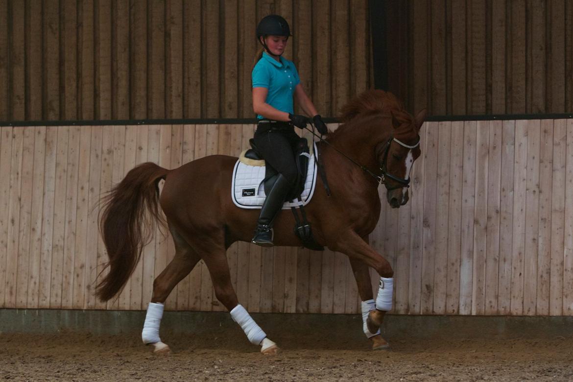 Hollandsk Sportspony Barrichello  - Kursus ved Thomas Dolleris Larsen.. Foto: Kathrine Pedersen billede 6