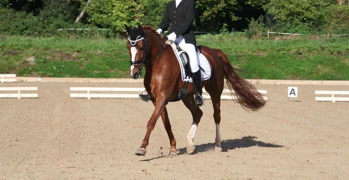 Hollandsk Sportspony Barrichello  - Klubmester 2014 <3 billede 9