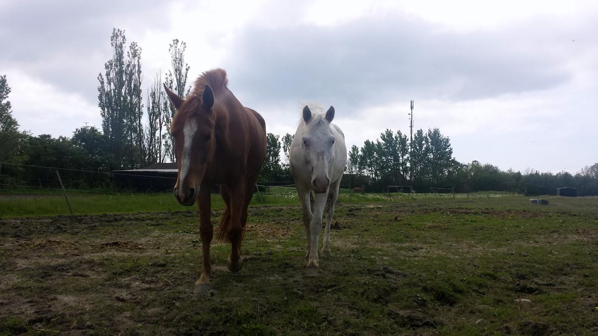 Pinto Schillinggaards Annabell - Kommer når man kalder. billede 7