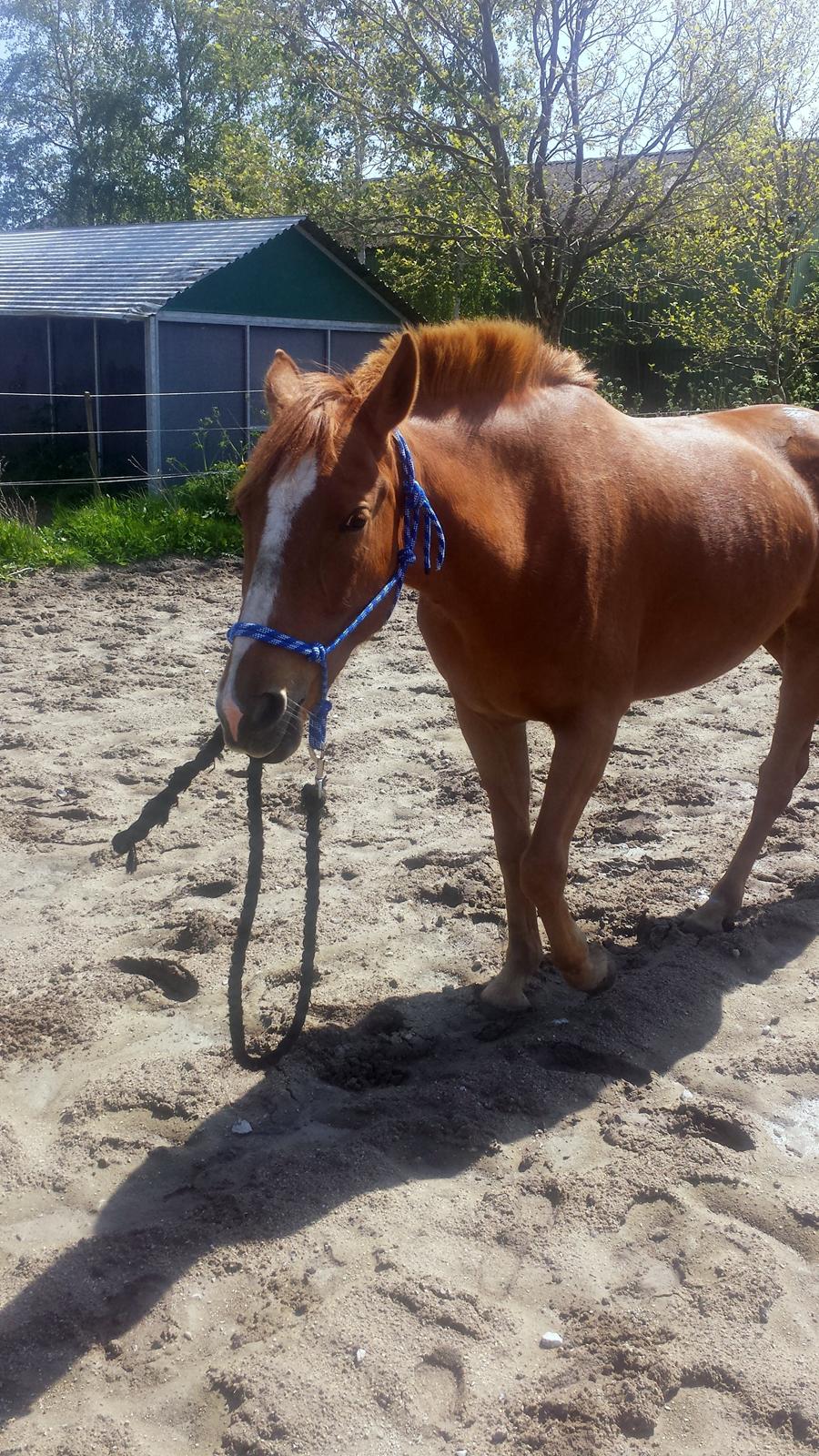 Pinto Schillinggaards Annabell - Annabell går tur med sig selv på ridebanen. billede 2