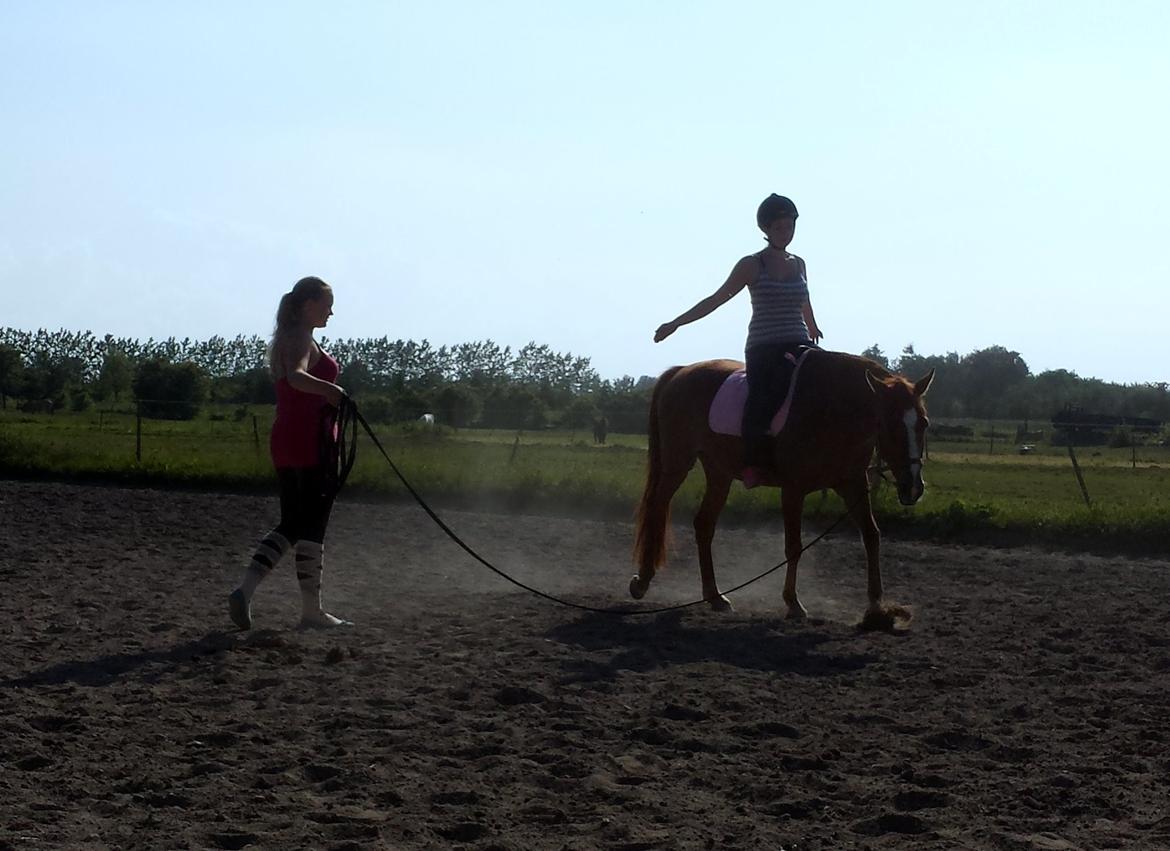 Pinto Schillinggaards Annabell - Logering med rytter. billede 10