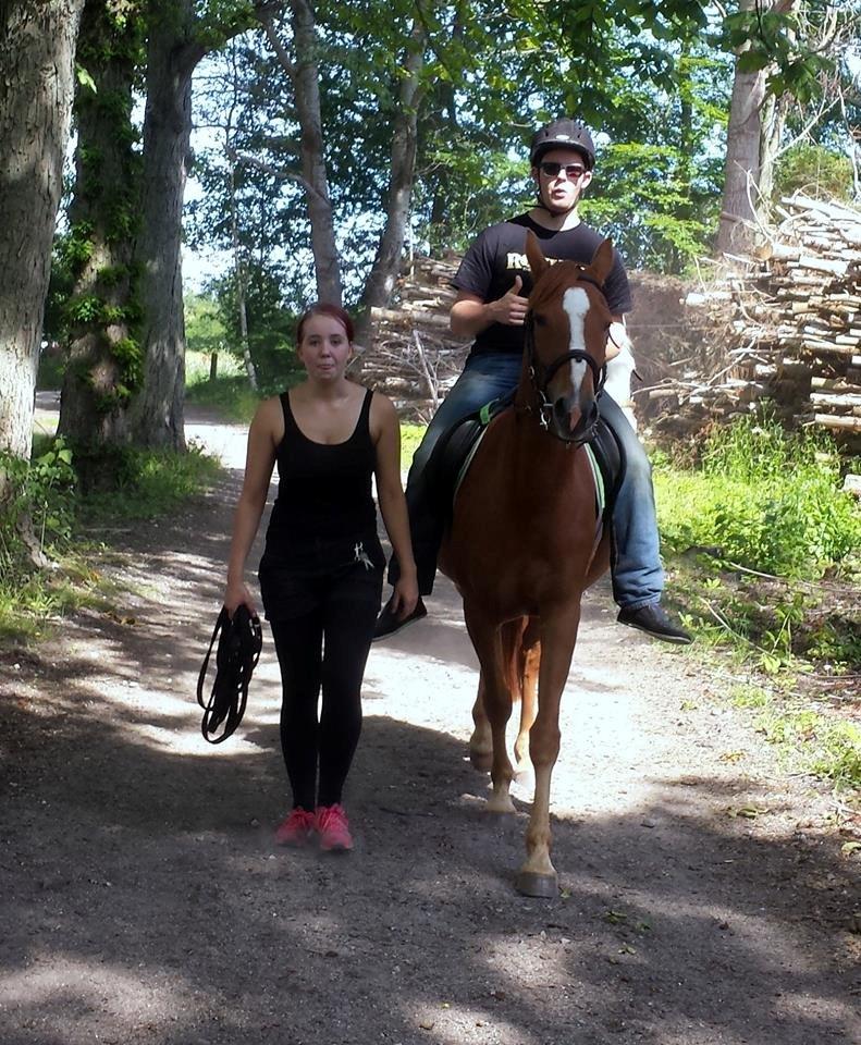 Pinto Schillinggaards Annabell - På tur i skoven med Christian (god ven), der rider for første gang. billede 15