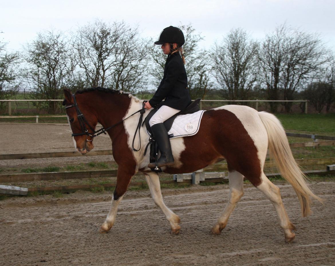 Anden særlig race Siku billede 1