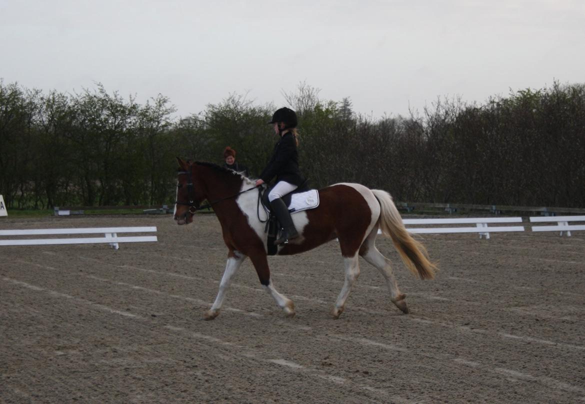 Anden særlig race Siku billede 6