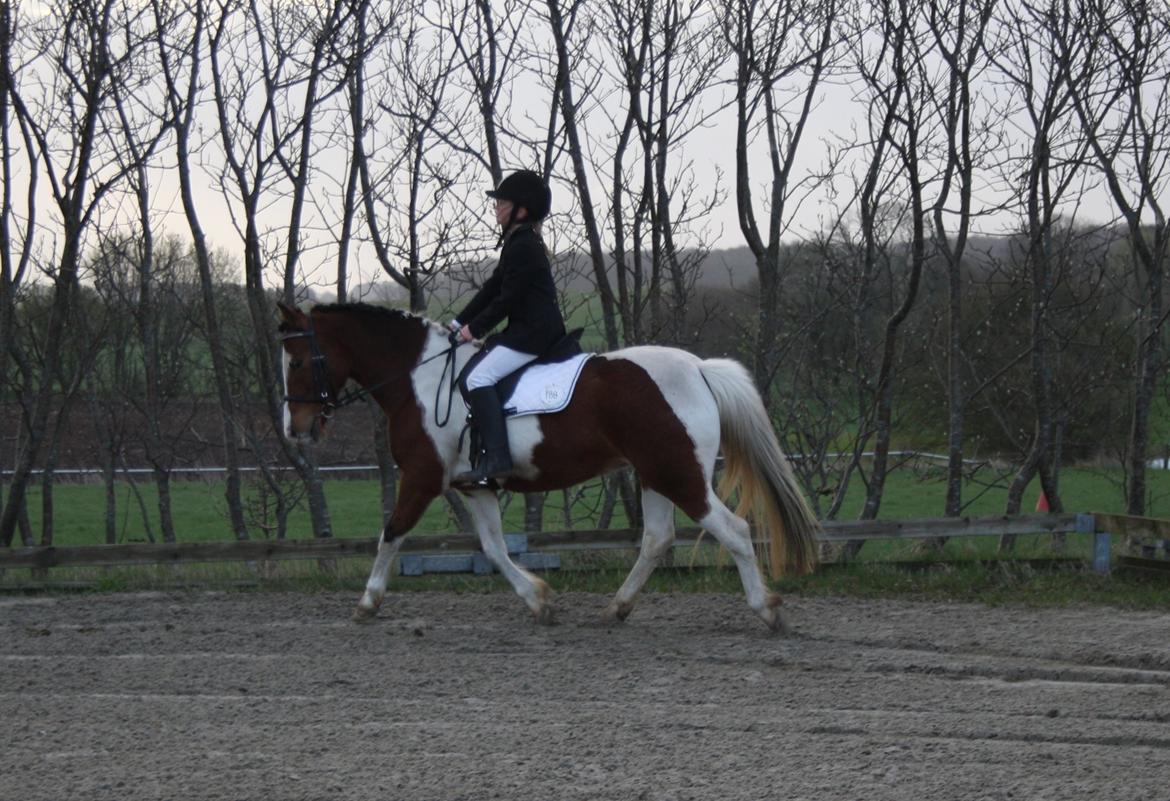 Anden særlig race Siku billede 7