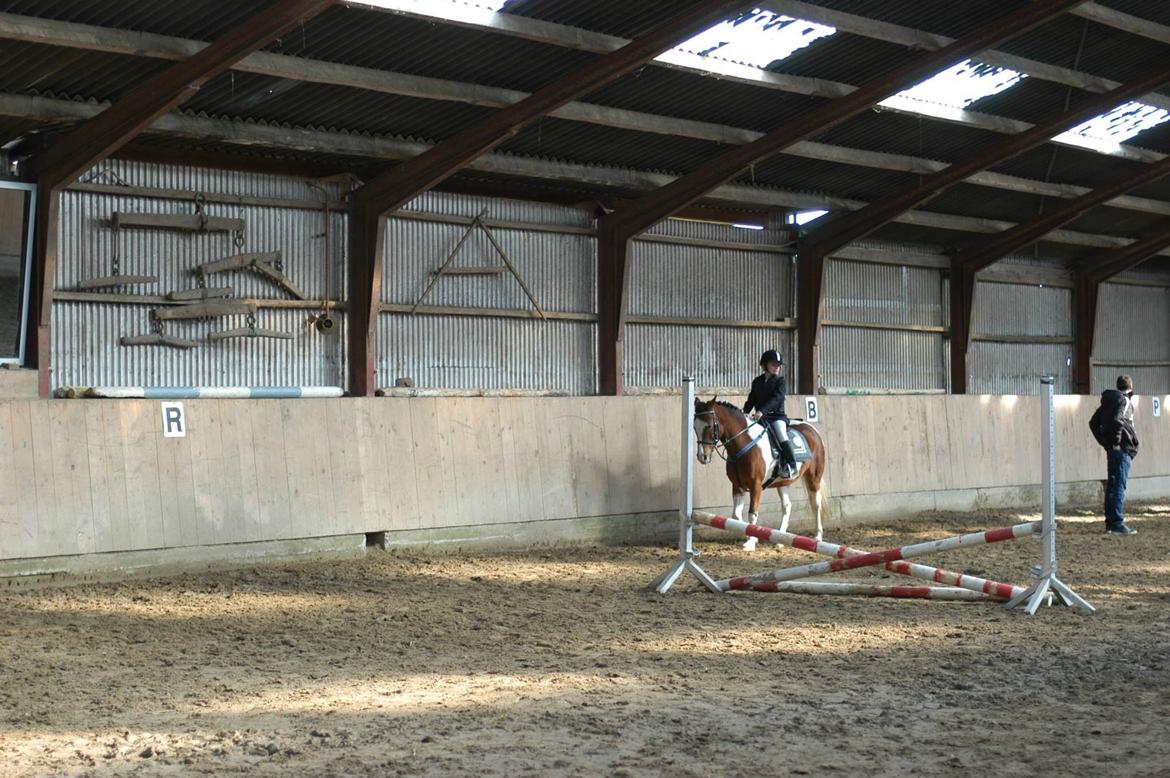 Anden særlig race Siku billede 18