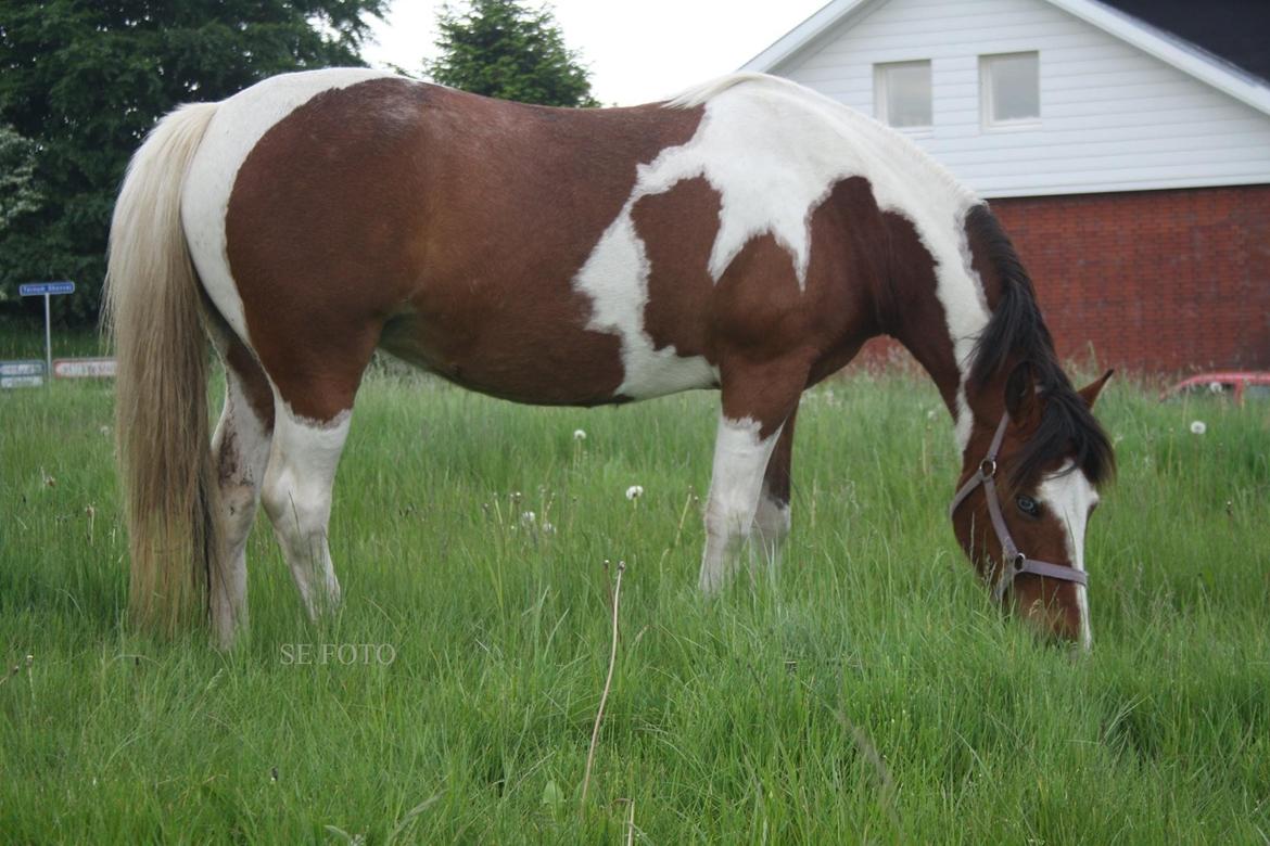 Anden særlig race Siku billede 22