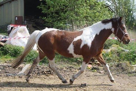 Anden særlig race Siku billede 23