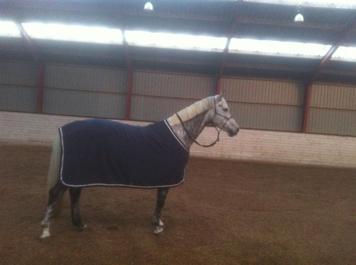 Dansk Varmblod Berenice - Nyt dækken. billede 8