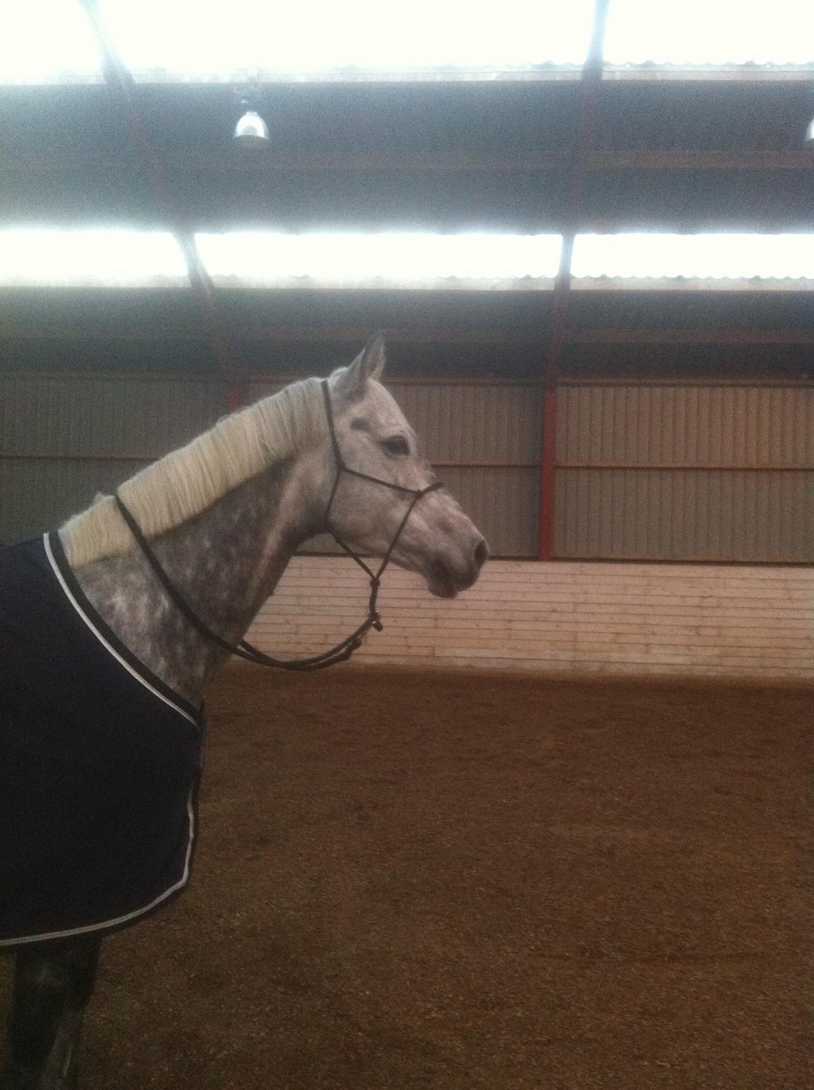 Dansk Varmblod Berenice billede 9