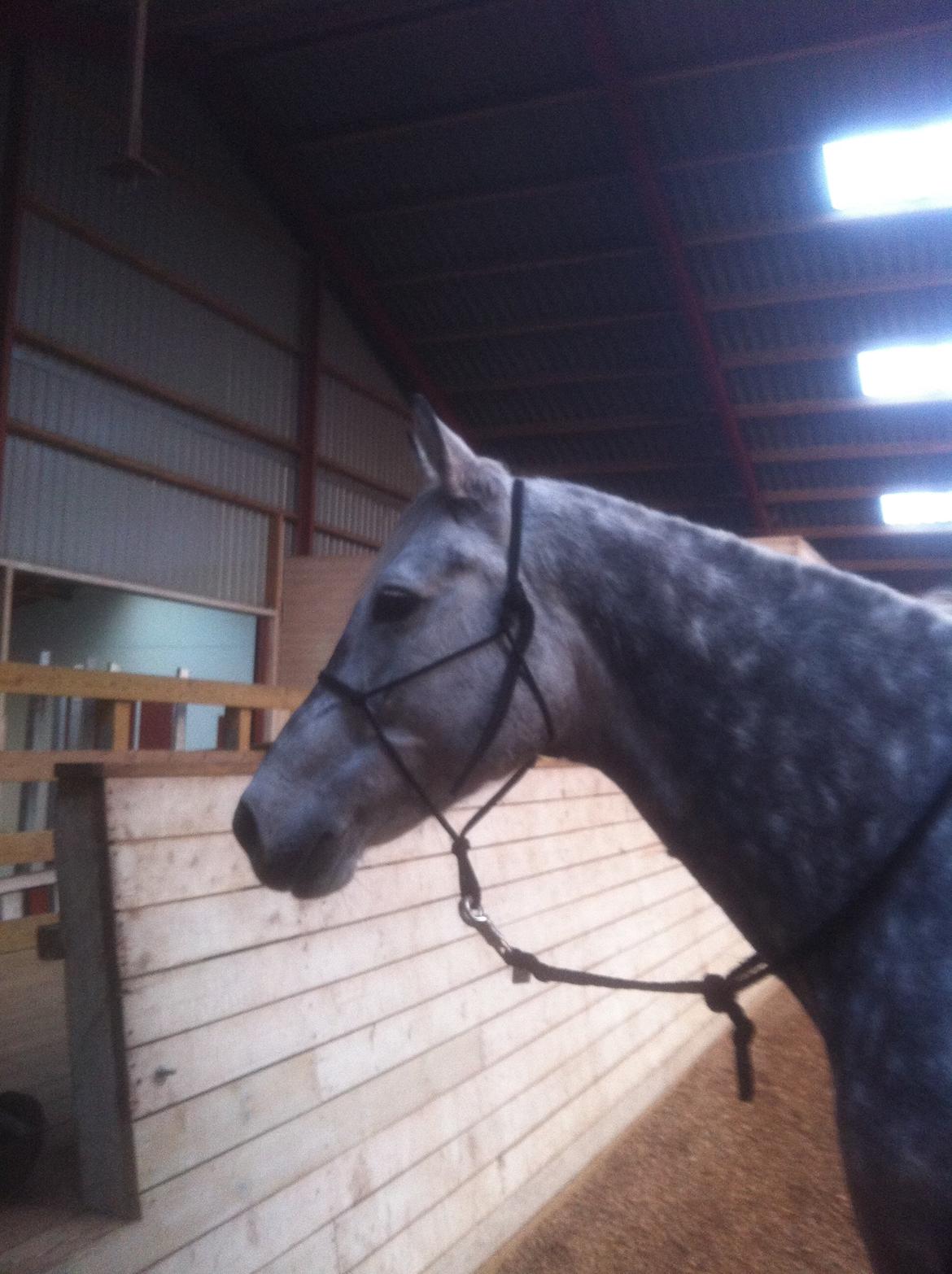 Dansk Varmblod Berenice billede 13