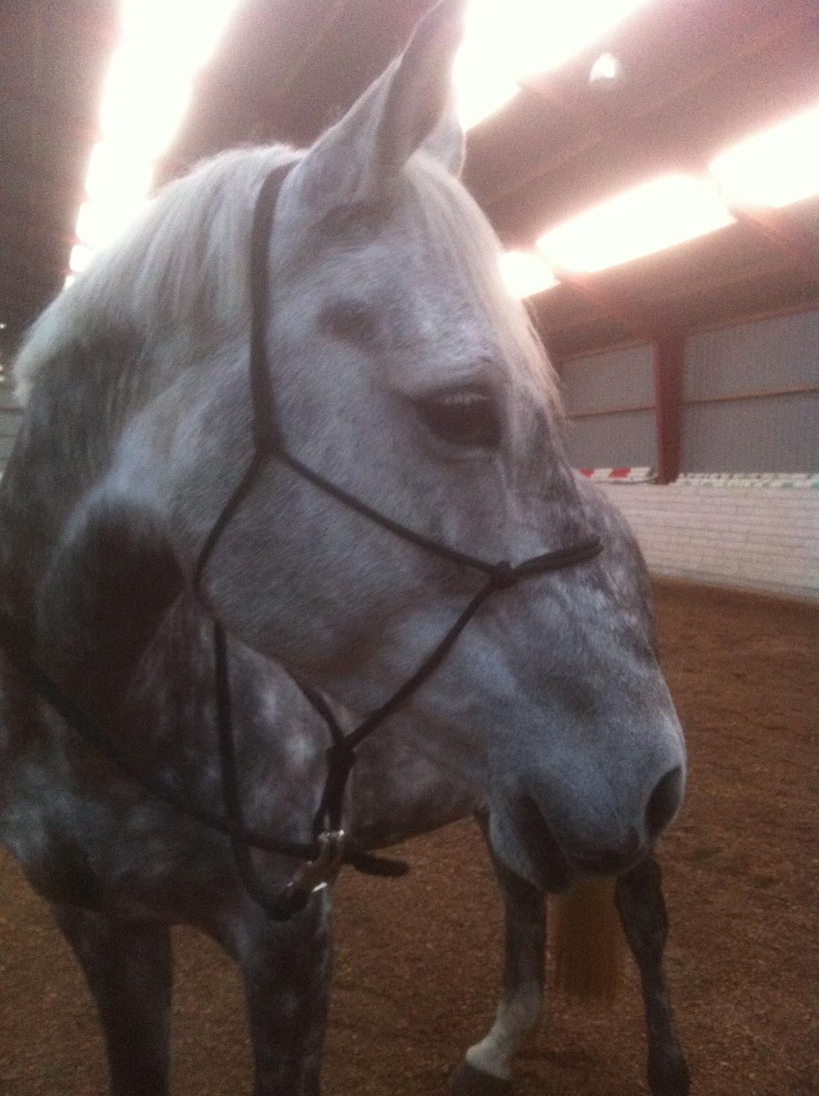 Dansk Varmblod Berenice billede 10