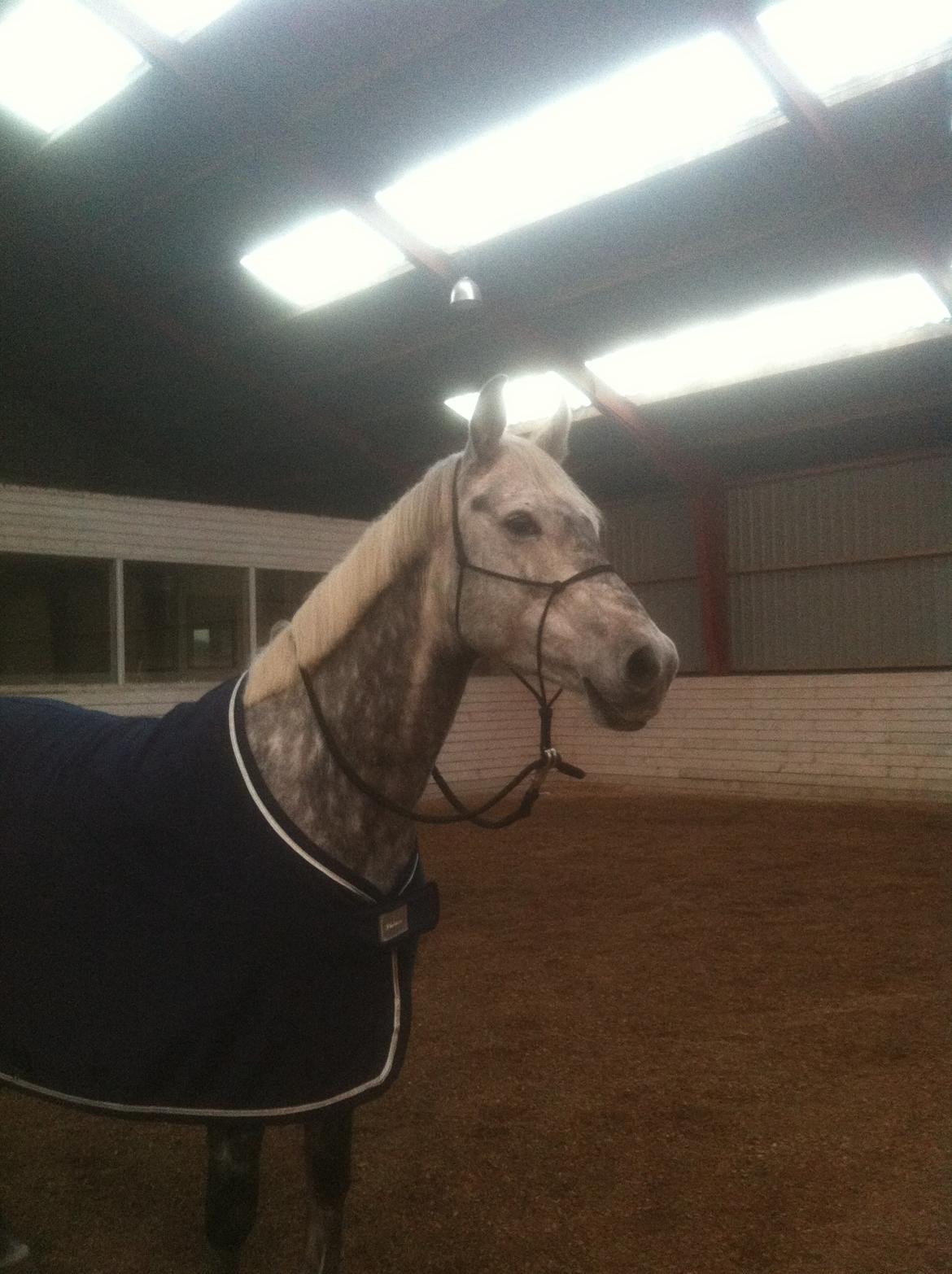 Dansk Varmblod Berenice billede 7