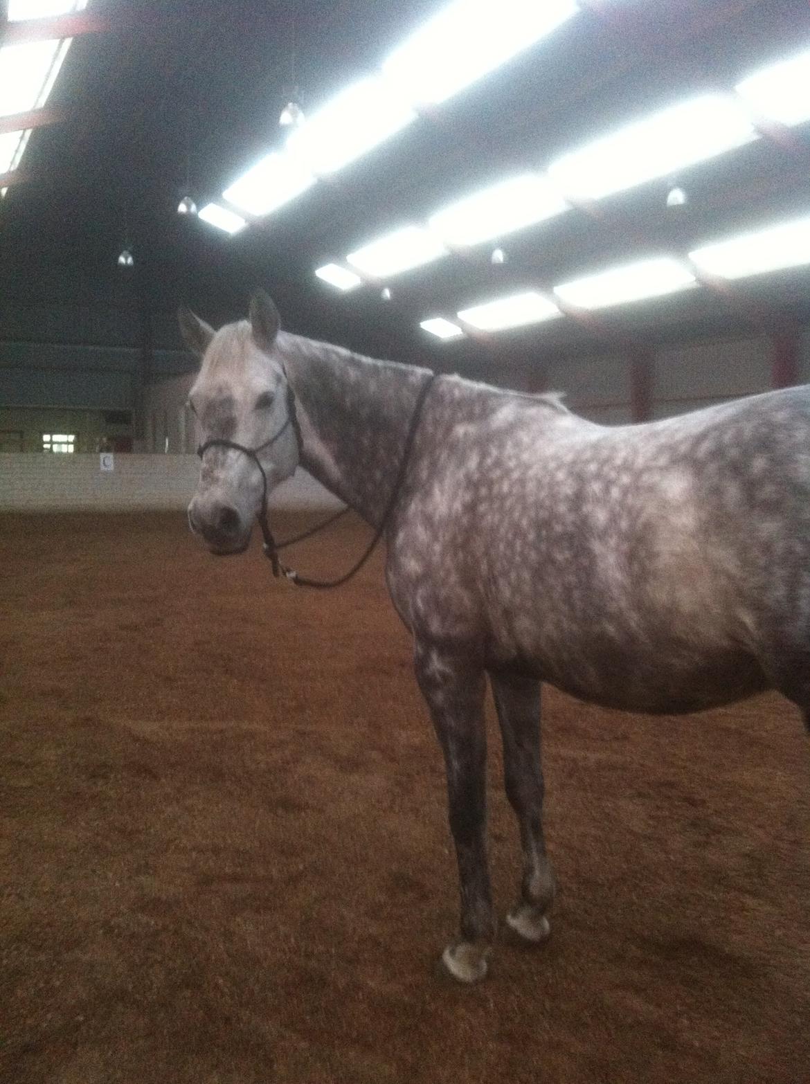 Dansk Varmblod Berenice billede 12