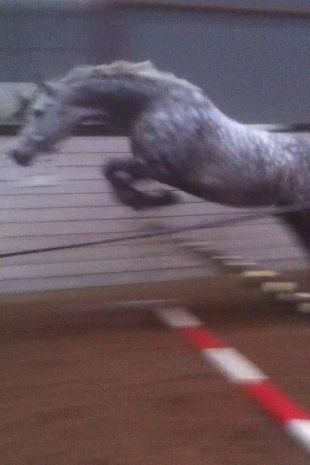 Dansk Varmblod Berenice - Løsspring billede 6