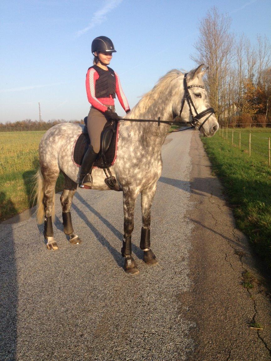 Dansk Varmblod Berenice - Tur. billede 4