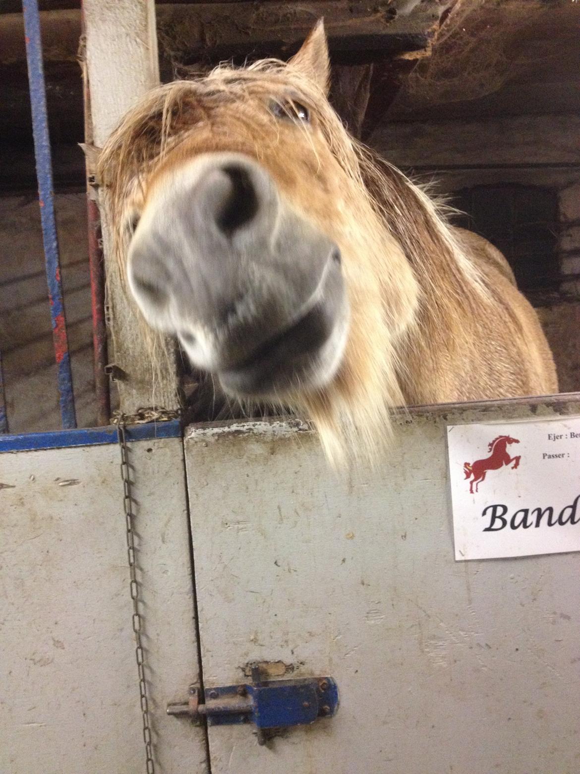 Anden særlig race Bandit - Din nysgerrige prins <3 billede 1