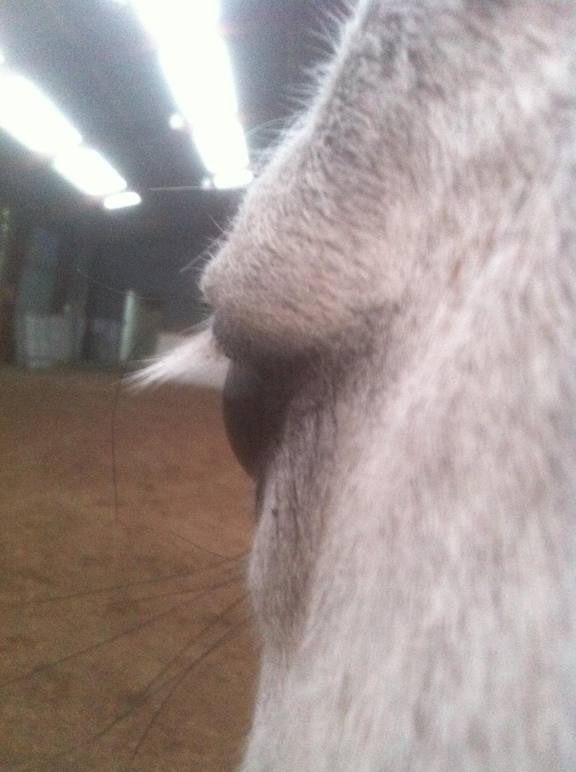 Dansk Varmblod Berenice billede 11