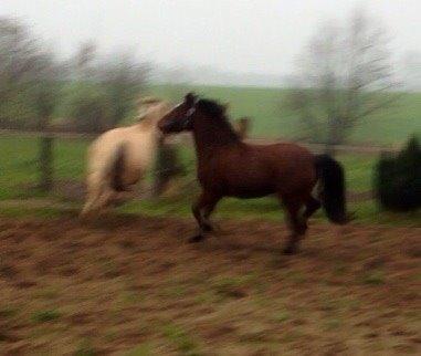 Welsh Pony af Cob-type (sec C) Gribsvads Mango billede 7