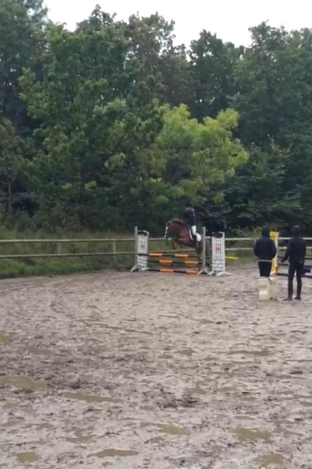 Welsh Pony af Cob-type (sec C) Pinell Nyberg<3 - September 2014 - Hørs sklub stævne Lb* billede 5