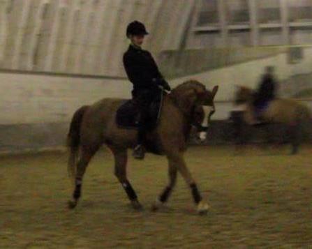 Welsh Pony af Cob-type (sec C) Pinell Nyberg<3 - Lisbeth Seierskilde kursus - Februar 2014 billede 19