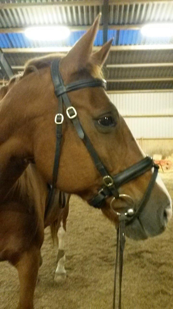 Dansk Varmblod Faberge billede 9