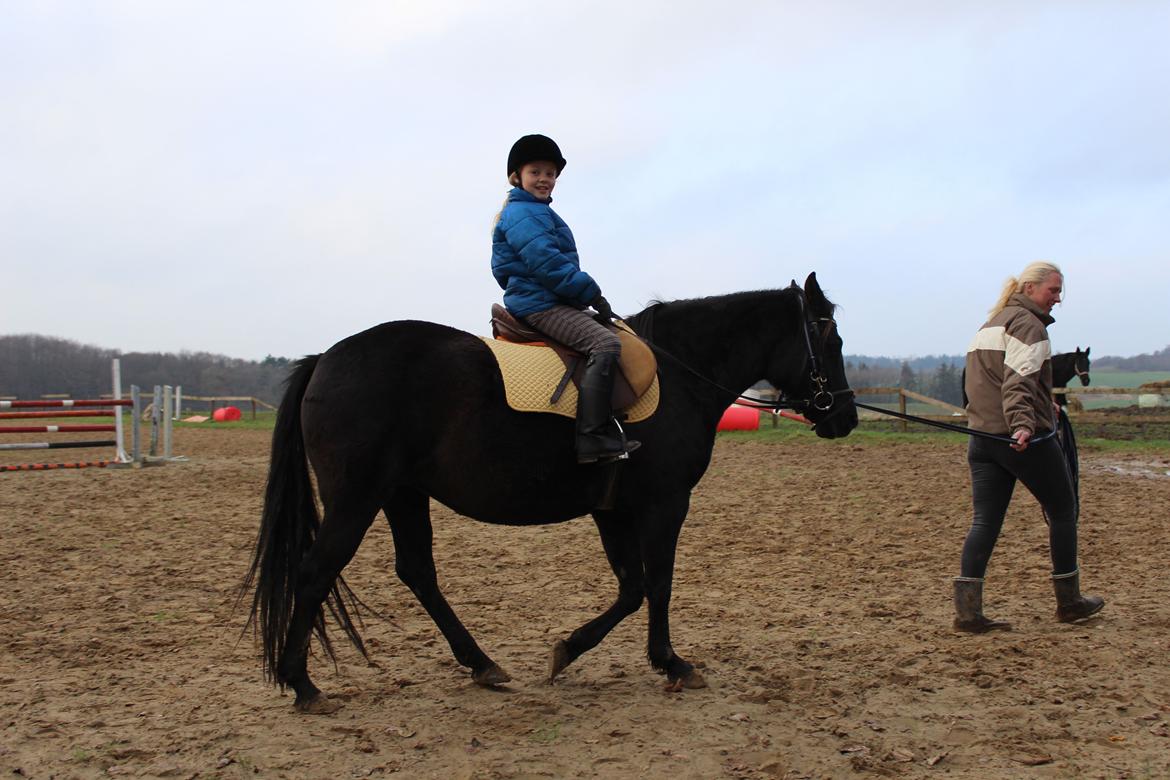 New Forest Oddens Siera - Lørdag den 8 november 2014, 2 gang vi var ude og prøve hende billede 2