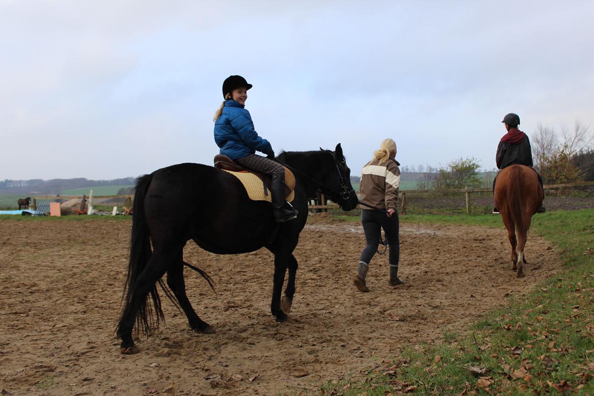 New Forest Oddens Siera - Lørdag den 8 november 2014, 2 gang vi var ude og prøve hende billede 3