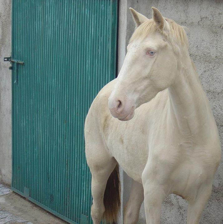 Lusitano Eterea - Eterea (isabel/cremello/Perlino farvet) - fuldvoksen billede 1