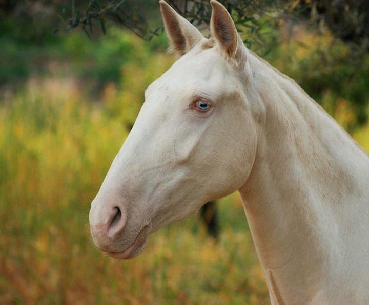 Lusitano Eterea - Eterea (isabel/cremello/Perlino farvet) - ung billede 3