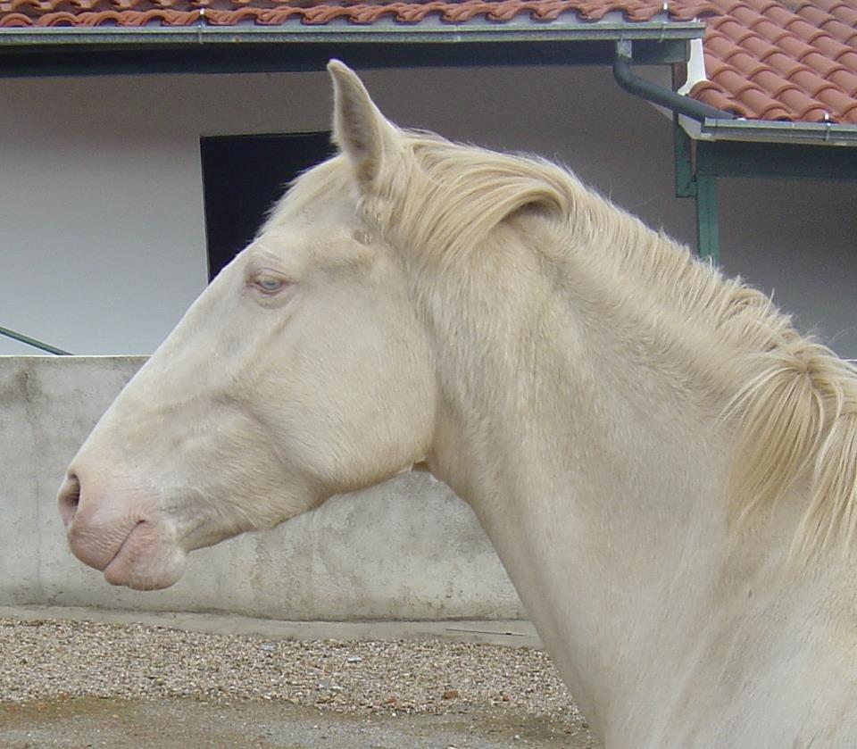 Lusitano Eterea - Eterea (isabel/cremello/Perlino farvet) - fuldvoksen billede 2