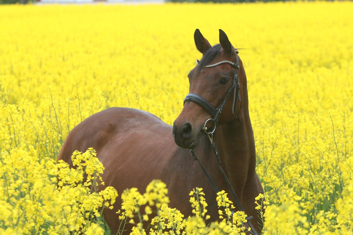 Trakehner Rebecca aka Pølsen - Maj 14 billede 30