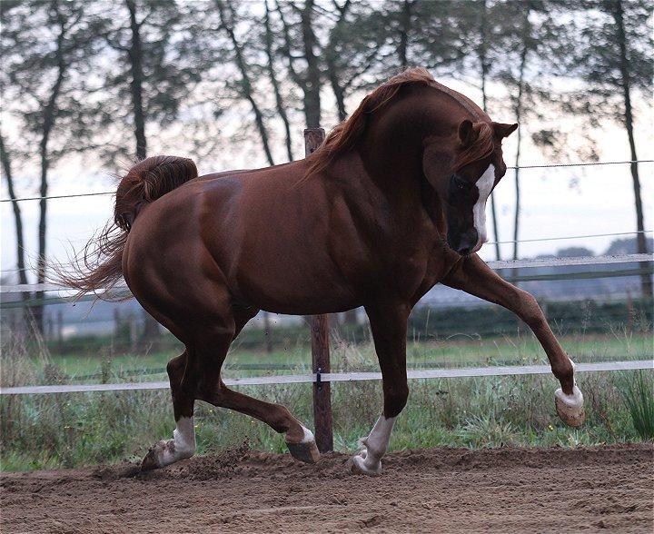 Arabisk fuldblod (OX) MM SULTAN billede 2