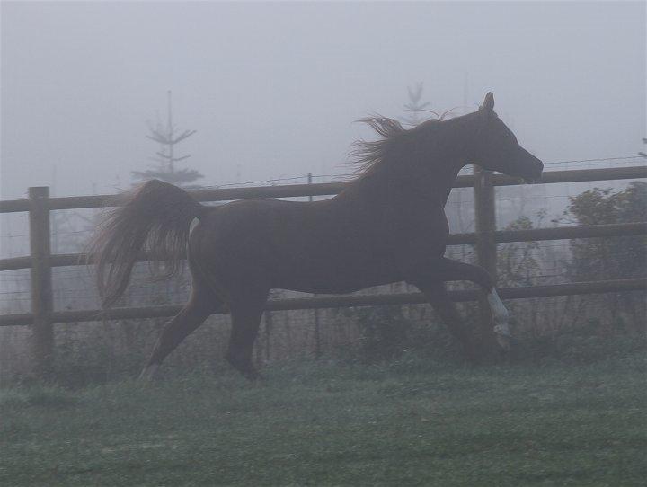 Arabisk fuldblod (OX) MM SULTAN billede 8