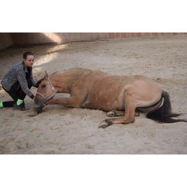 Anden særlig race Sally - Ligge ned<3 billede 2