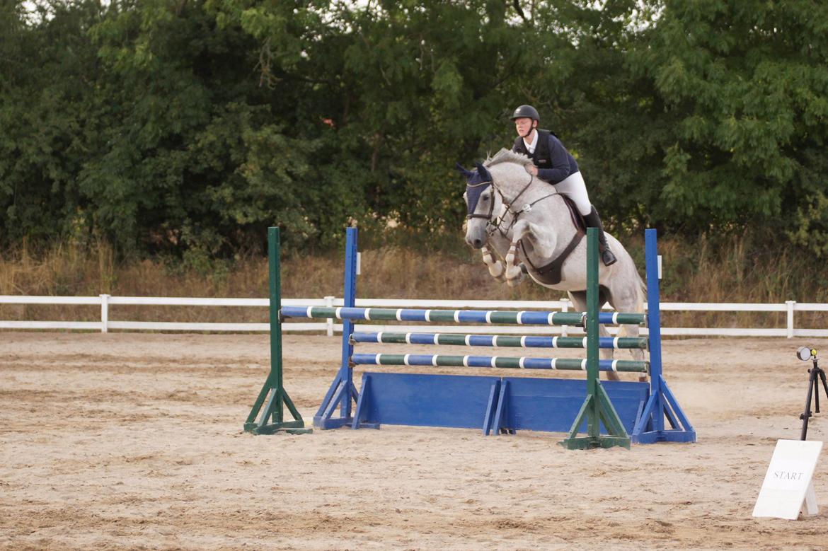 Holstener QUORP'S CADEAU - LB** i vordingborg billede 1