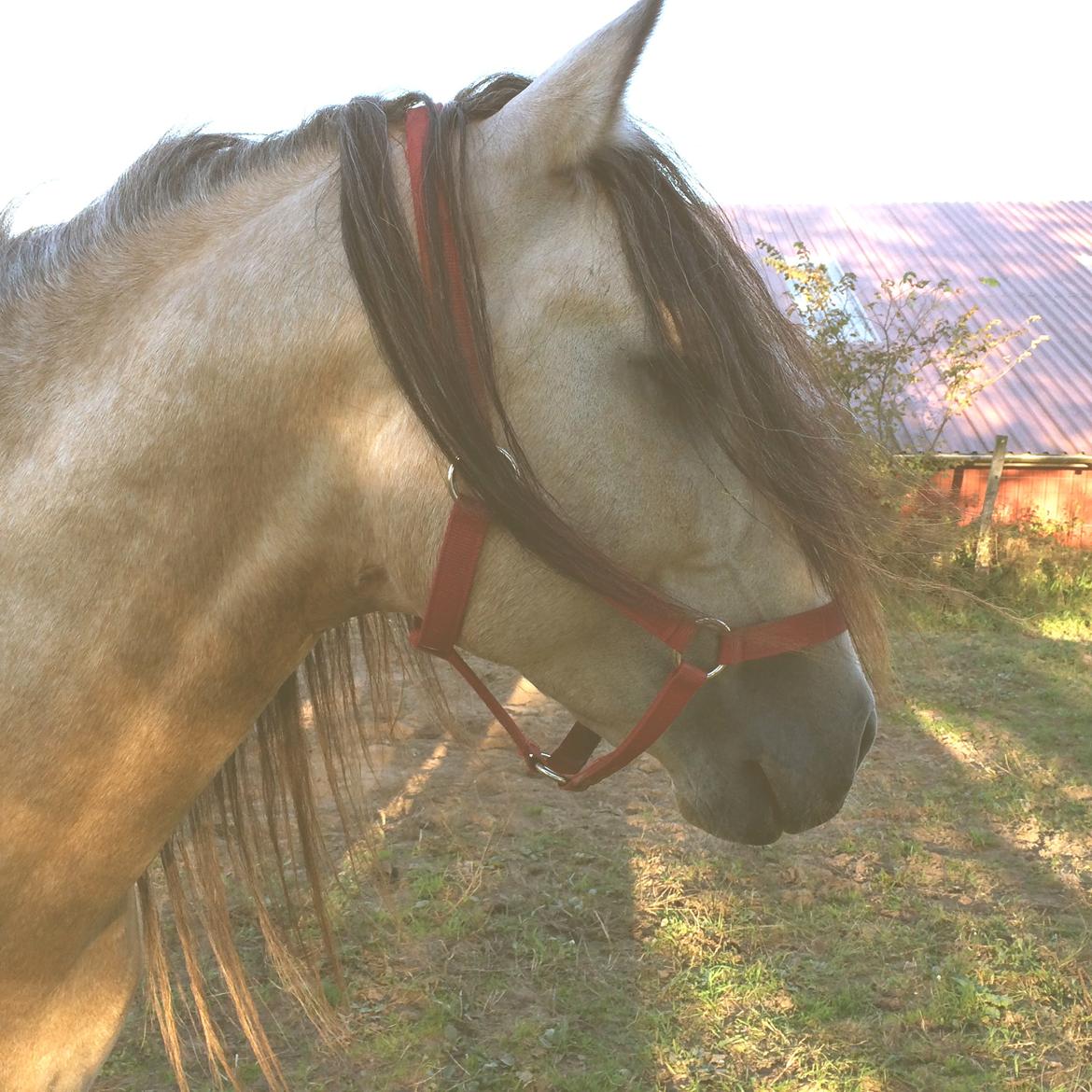 Pura Raza Española HOMERO EL BAYO billede 1