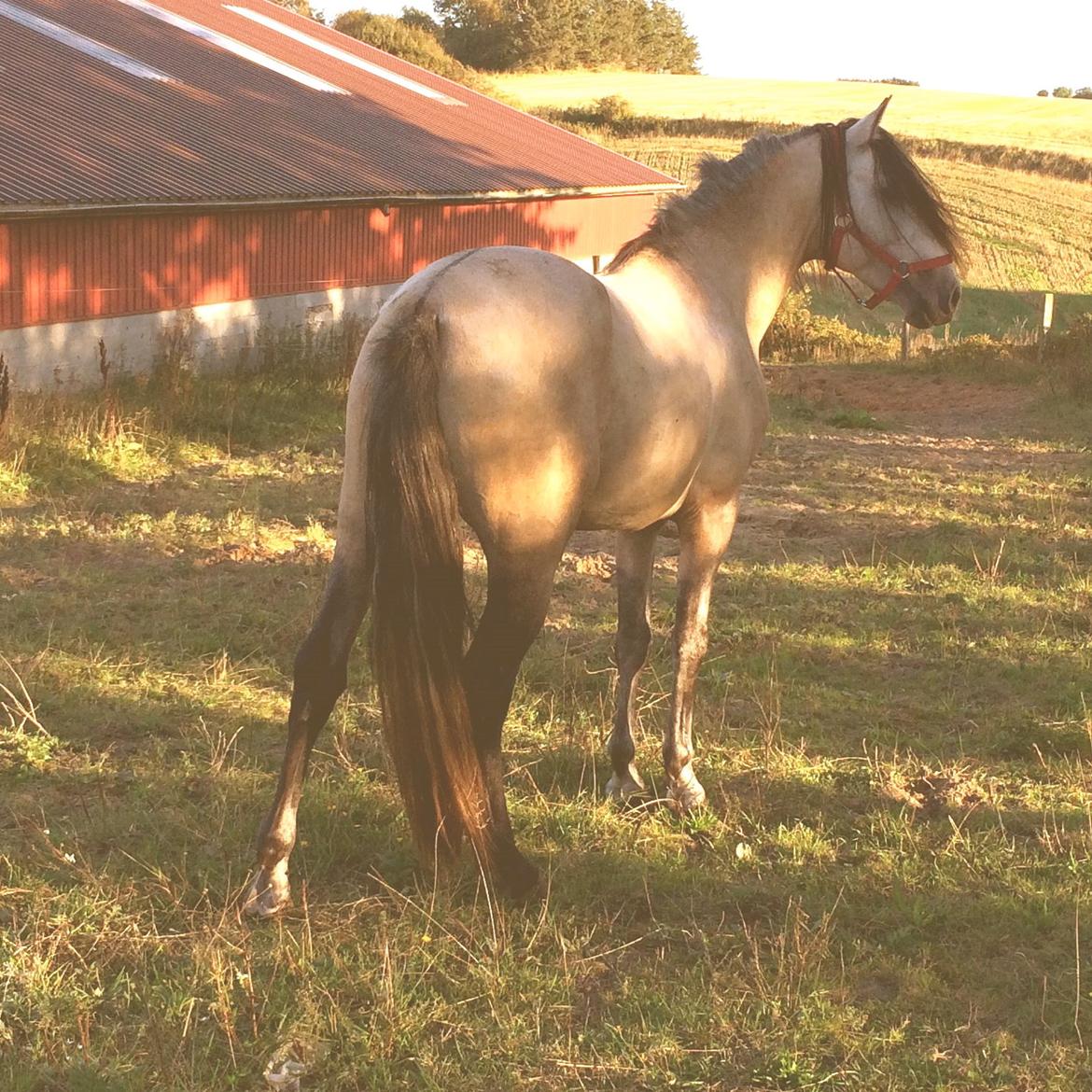Pura Raza Española HOMERO EL BAYO billede 2