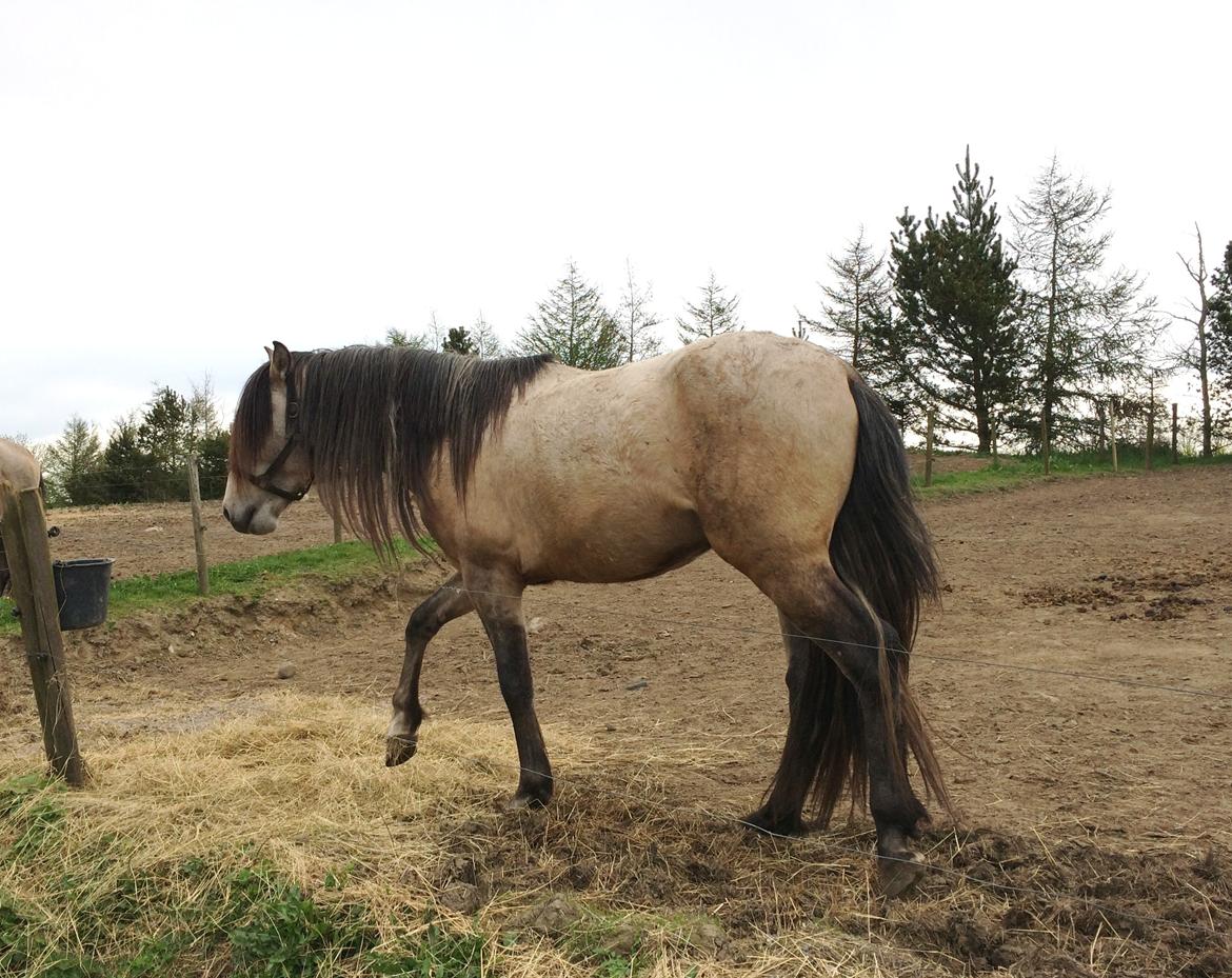 Pura Raza Española HOMERO EL BAYO billede 10