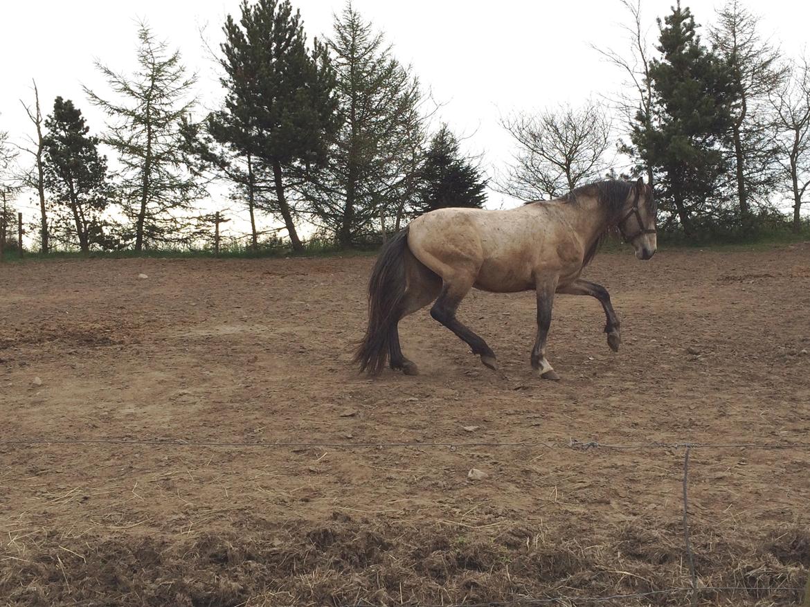 Pura Raza Española HOMERO EL BAYO billede 3