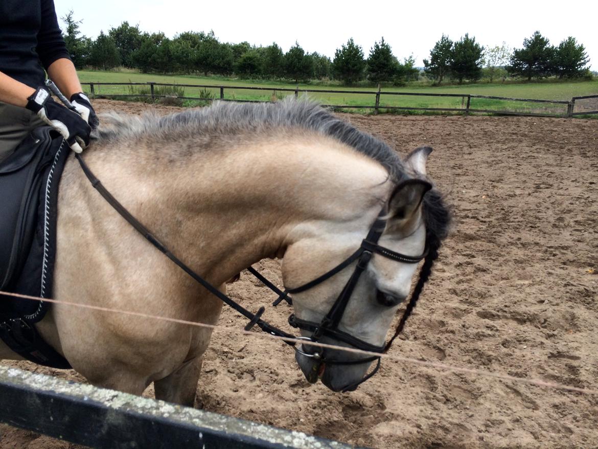 Pura Raza Española HOMERO EL BAYO billede 17