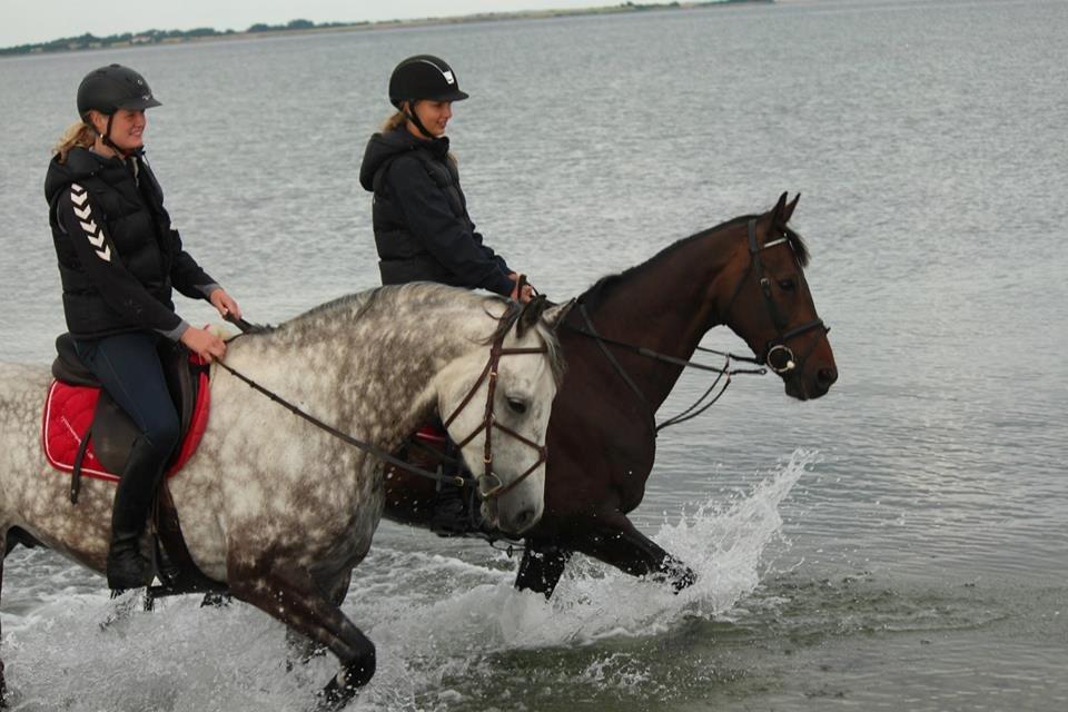 Anden særlig race Zig Zak billede 7