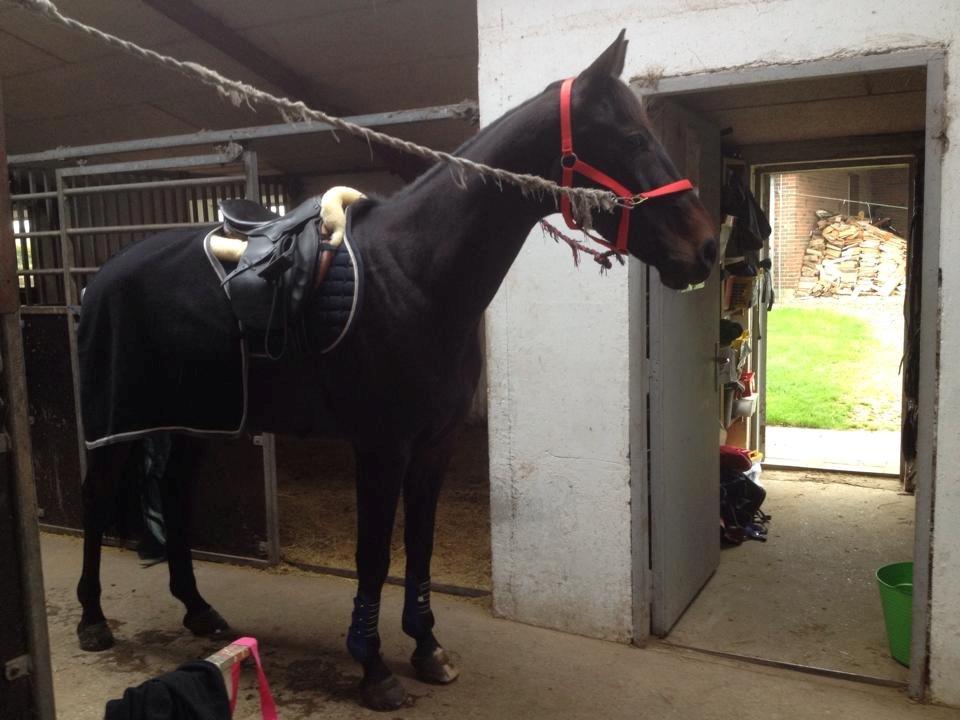 Anden særlig race Zig Zak billede 13