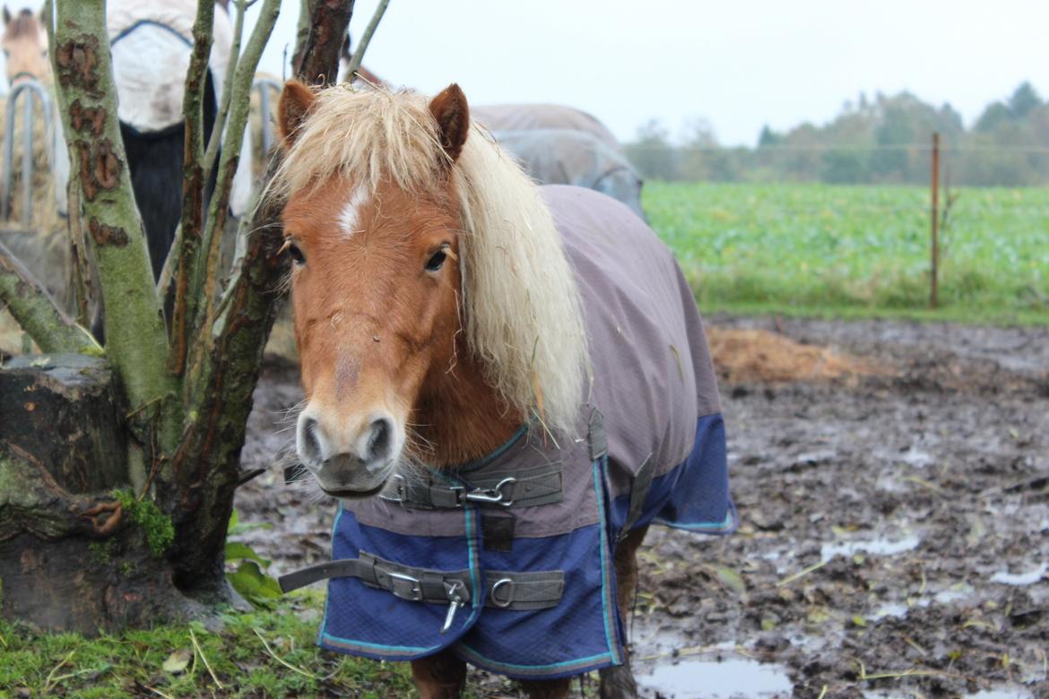 Shetlænder Bambino billede 1