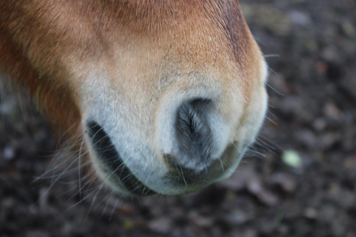 Shetlænder Bambino billede 5