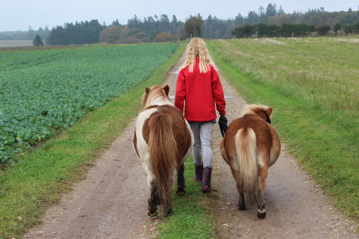 Shetlænder Bambino billede 6