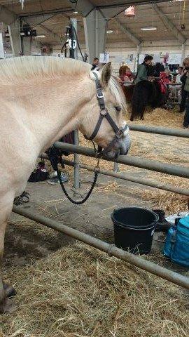 Fjordhest Højvanggaards saga - Dyrskue Års, 2014 - 1 års billede 2